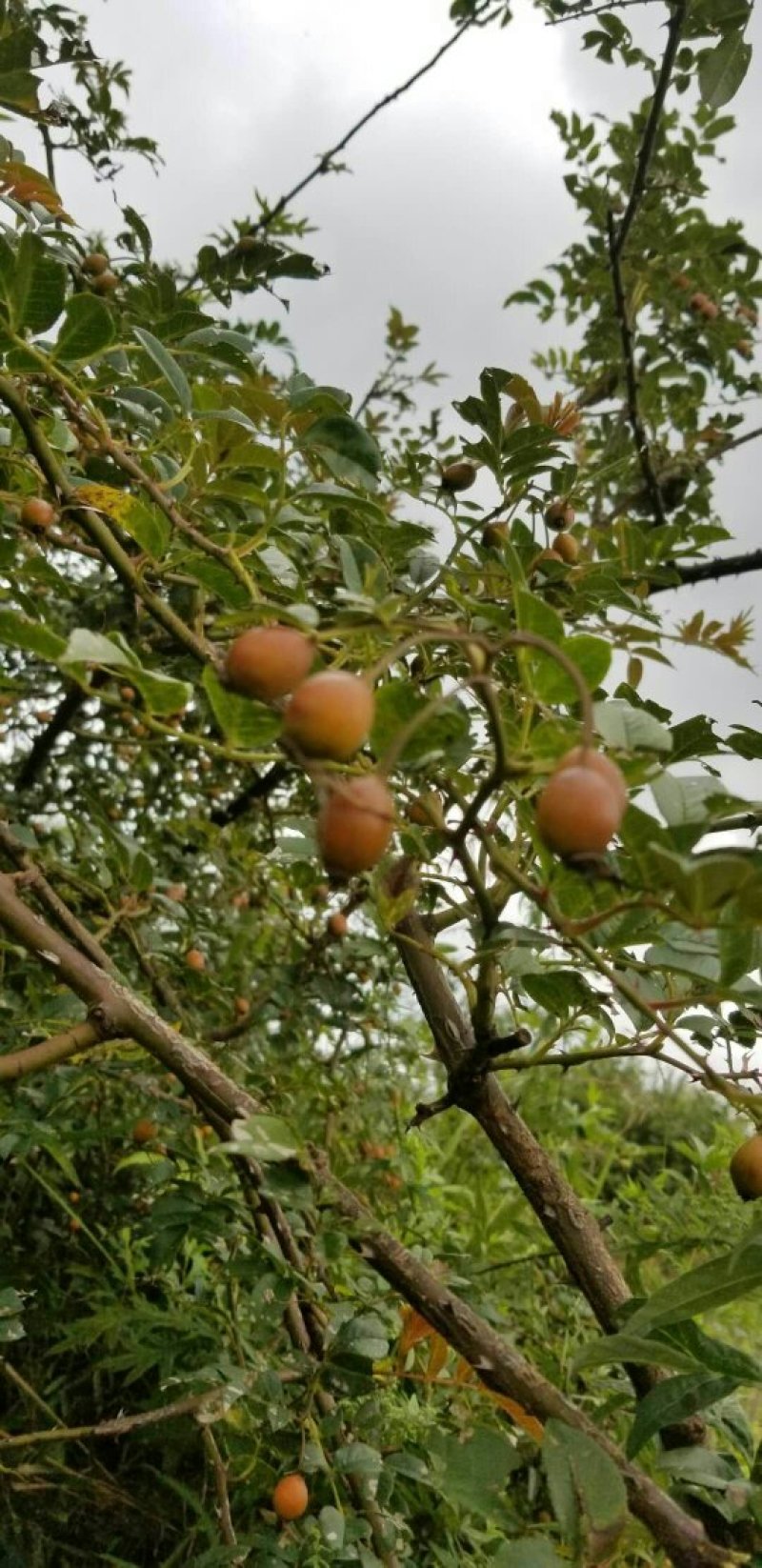 金樱子，新鲜干货