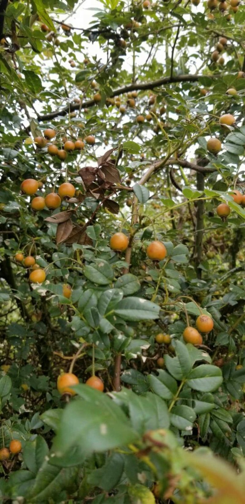 金樱子，新鲜干货