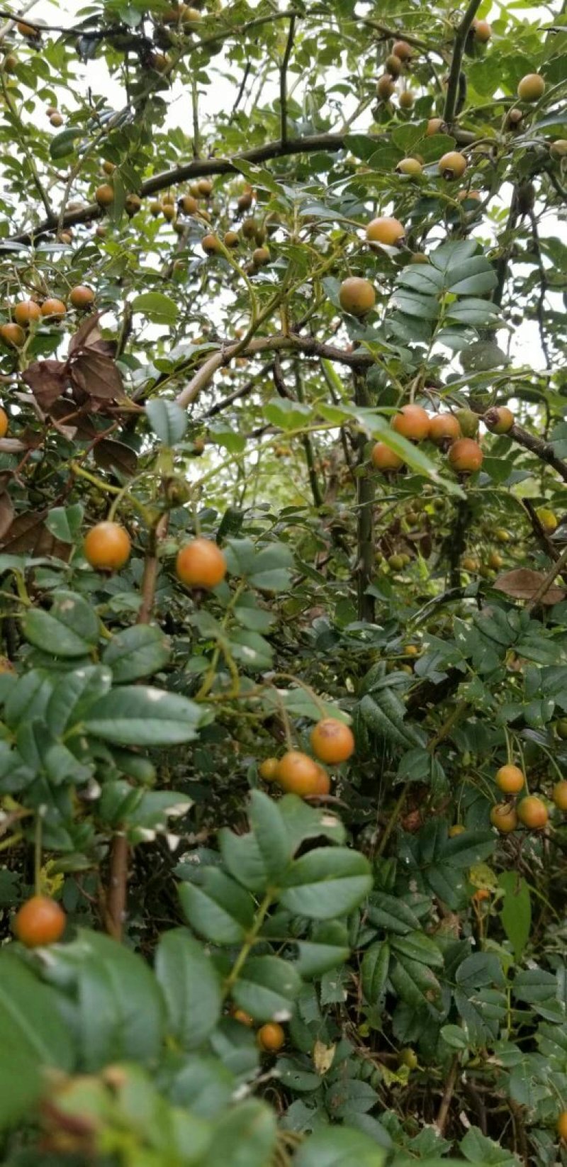 金樱子，新鲜干货