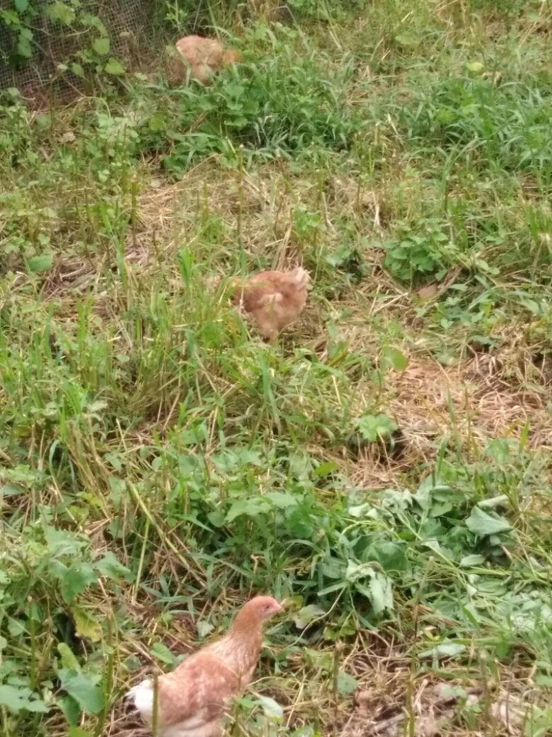 本地鸡，虫草鸡蛋，食草鱼