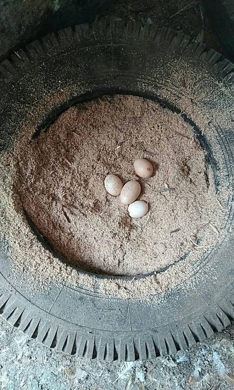 本地鸡，虫草鸡蛋，食草鱼