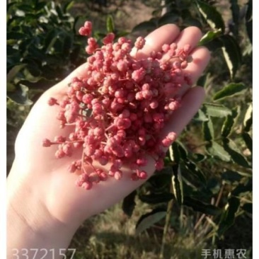 大红袍临夏花椒