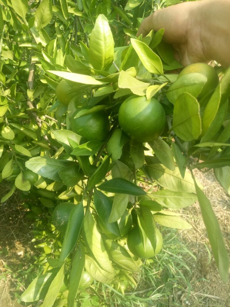 普早蜜橘