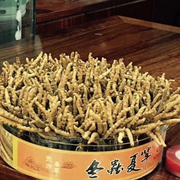 冬虫夏草礼盒装