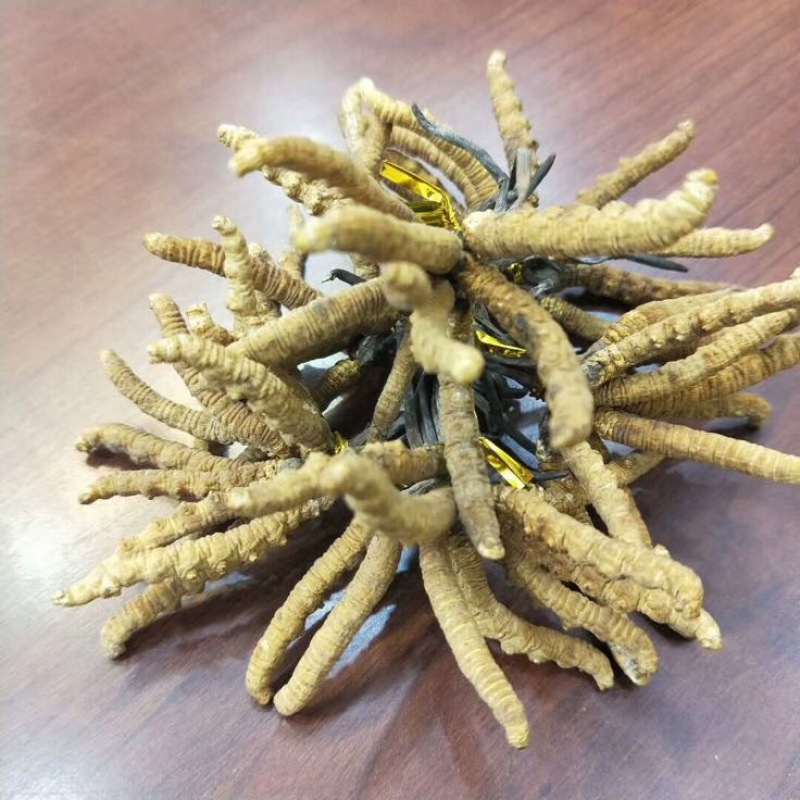 冬虫夏草礼盒装