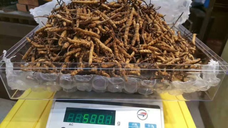 冬虫夏草礼盒装