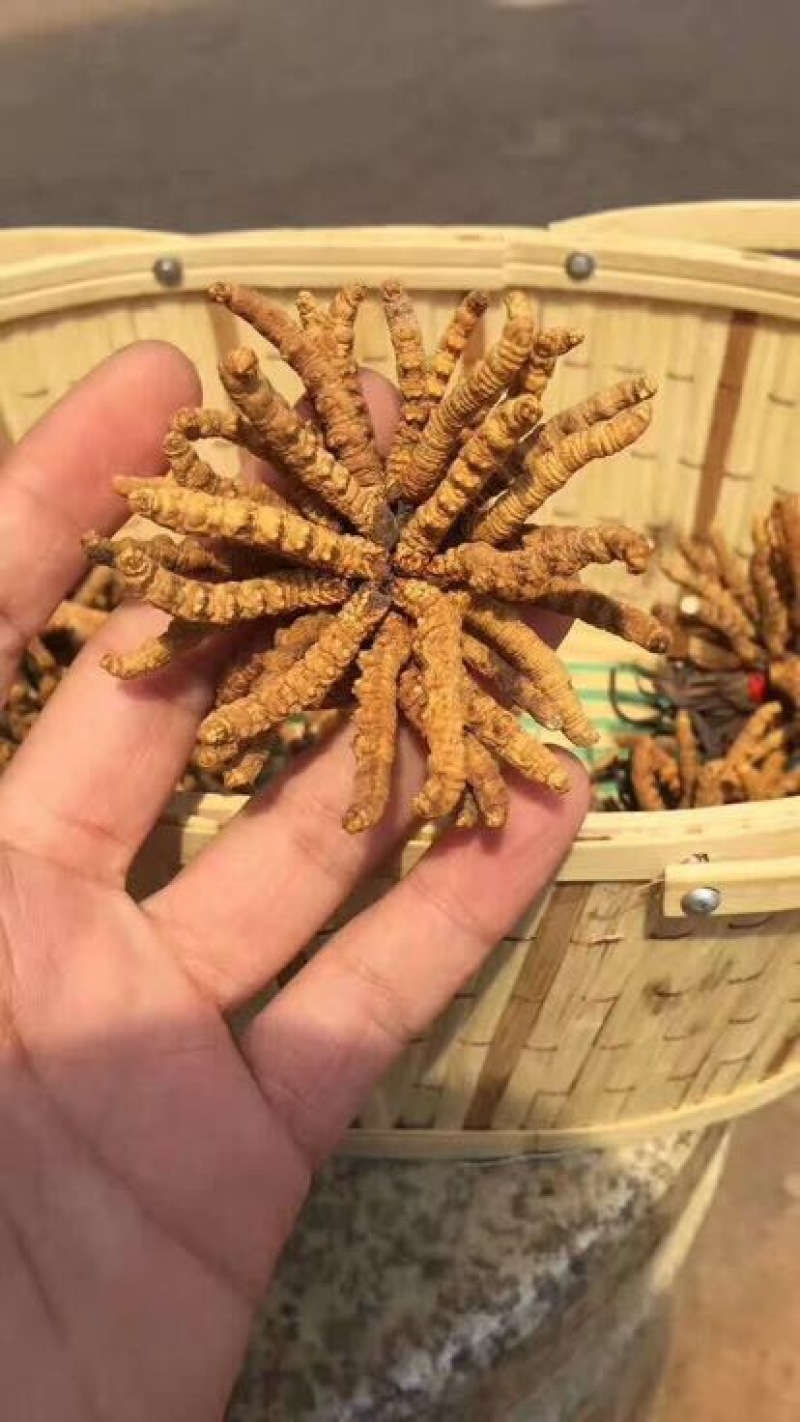 冬虫夏草礼盒装
