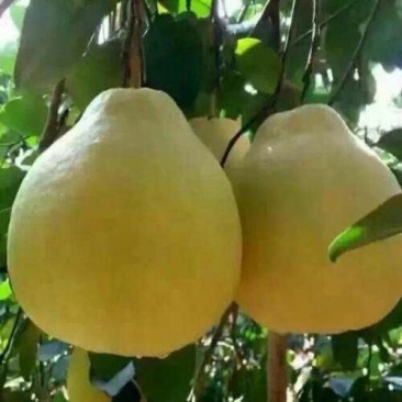 蜜柚2斤以上