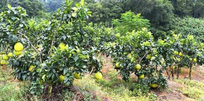 蜜柚2斤以上