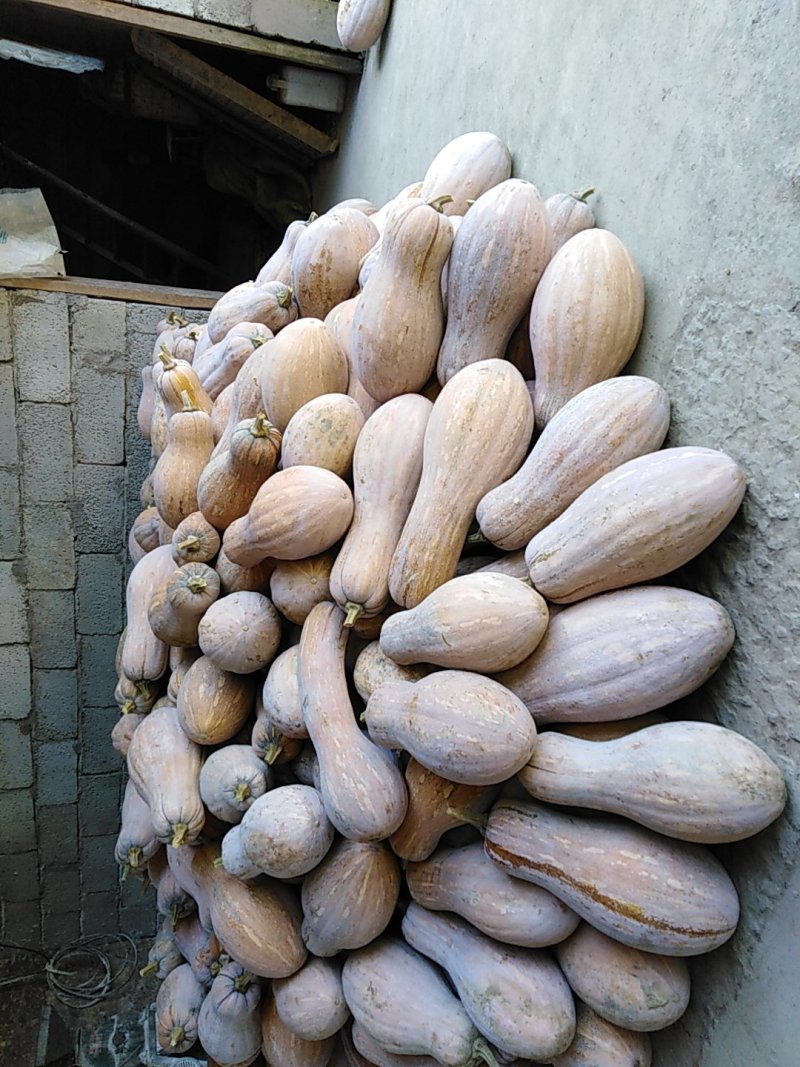 老南瓜（蜜本南）