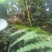 |贵州省铜仁市梵净山野生猕猴桃