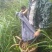 |贵州省铜仁市梵净山野生猕猴桃