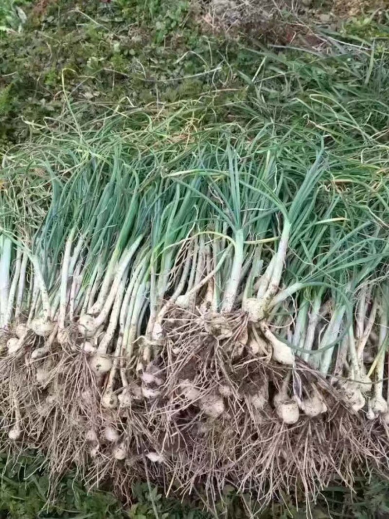 大葱