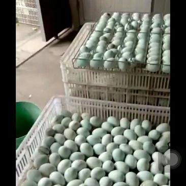 鸭鹅