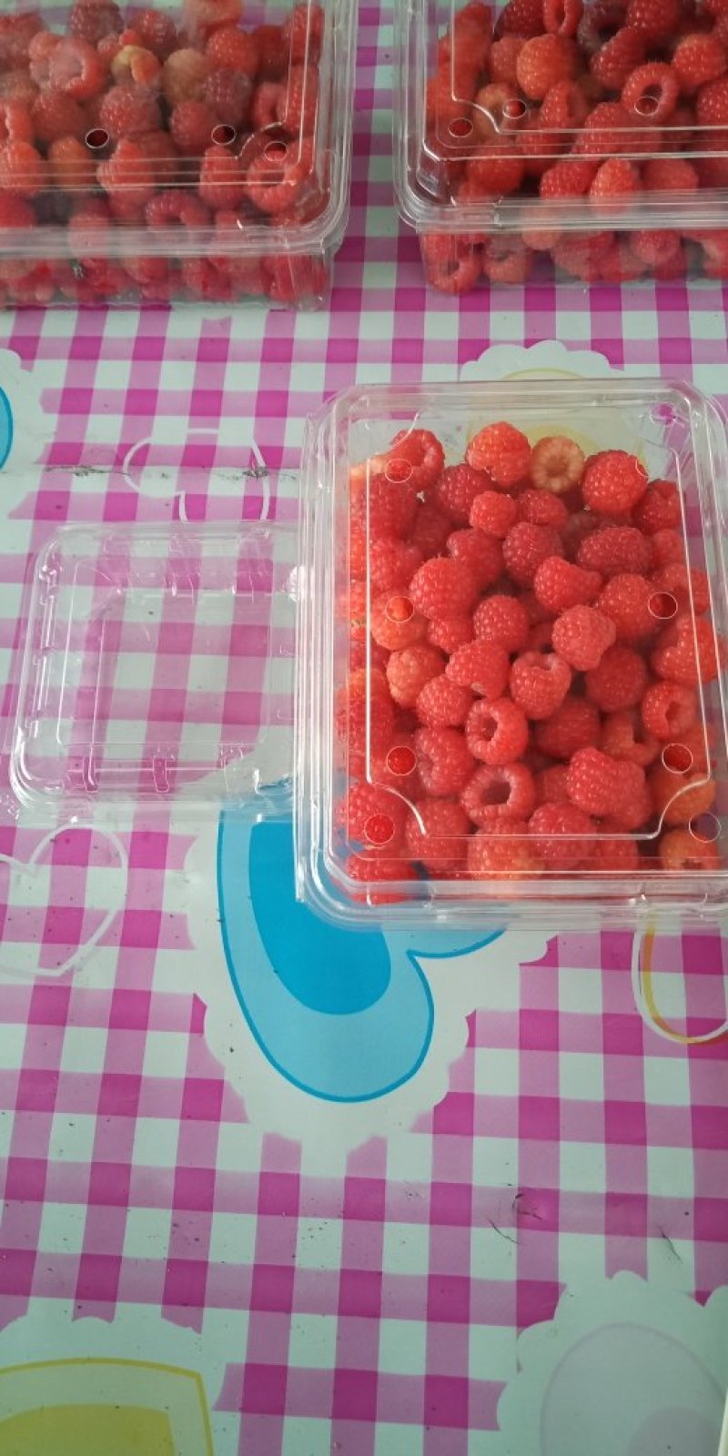 树梅苗，树莓果，红树莓苗，双季树莓苗