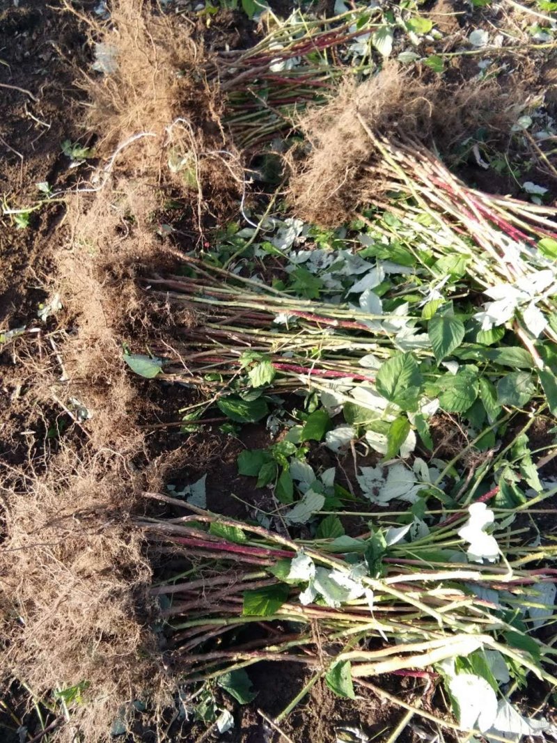 树梅苗，树莓果，红树莓苗，双季树莓苗
