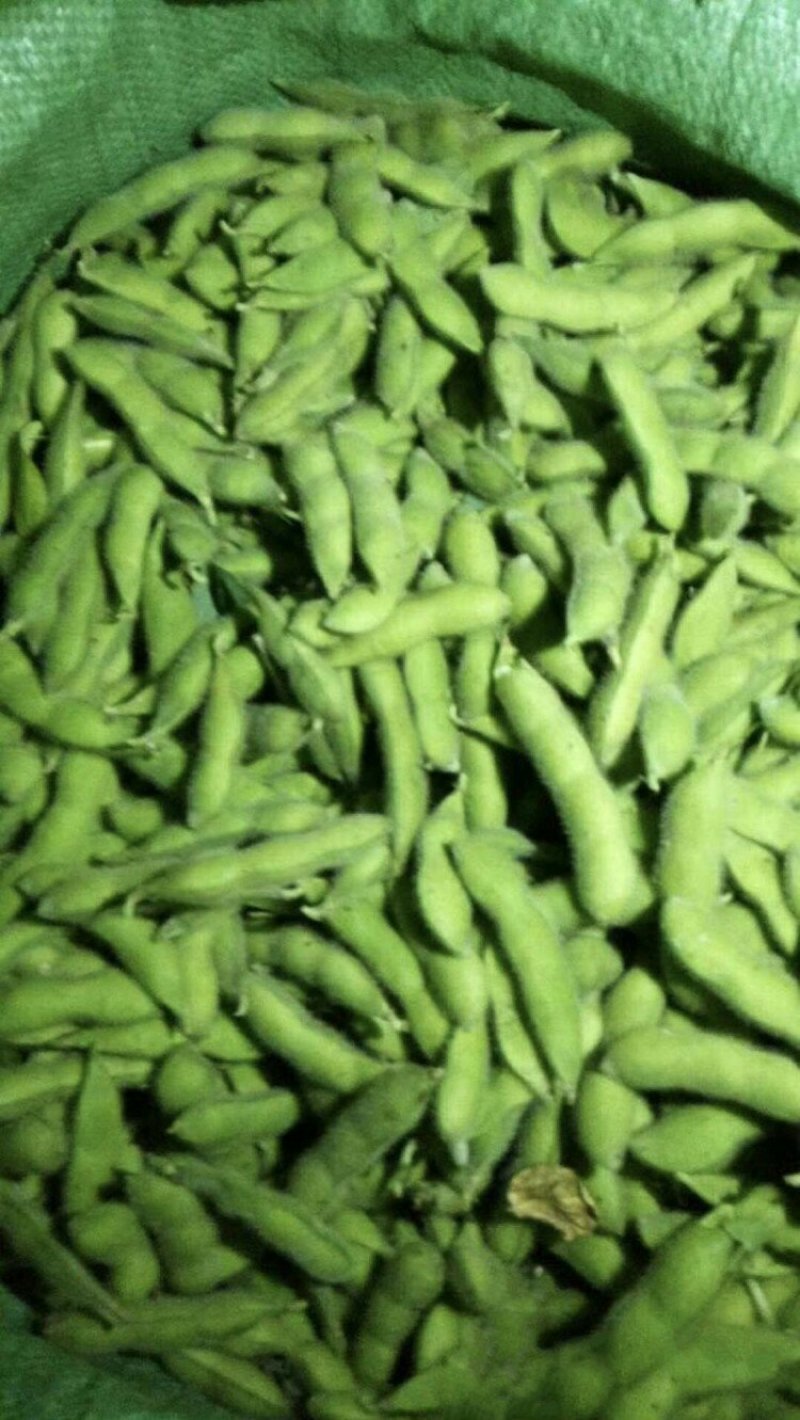 开心绿毛豆红花万亩绿宝石开心绿毛豆大角型18-24