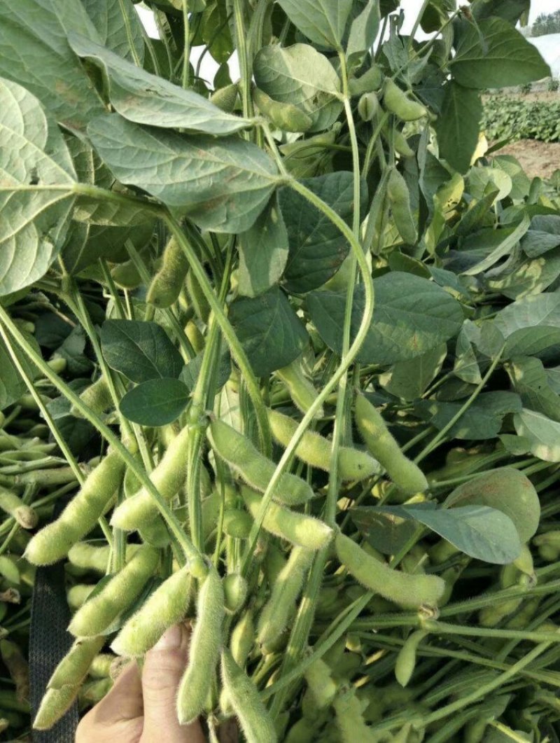 开心绿毛豆红花万亩绿宝石开心绿毛豆大角型18-24