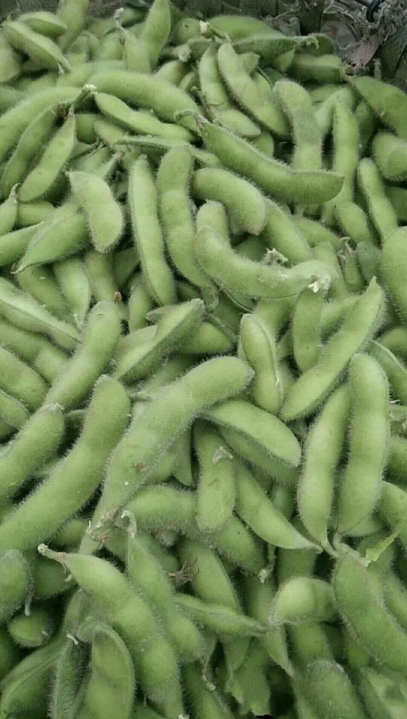 开心绿毛豆红花万亩绿宝石开心绿毛豆大角型18-24