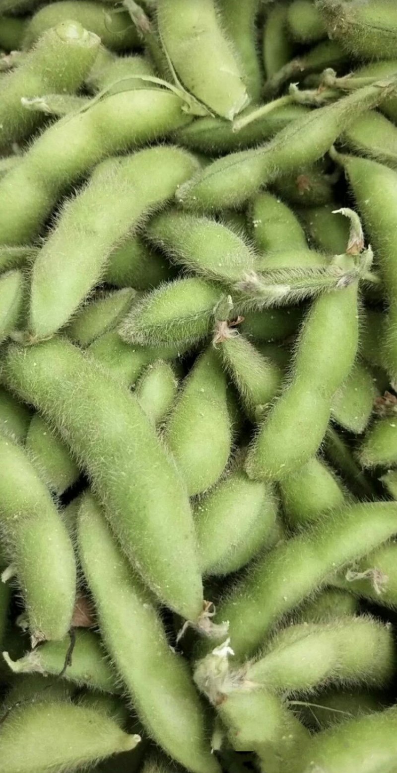 开心绿毛豆红花万亩绿宝石开心绿毛豆大角型18-24