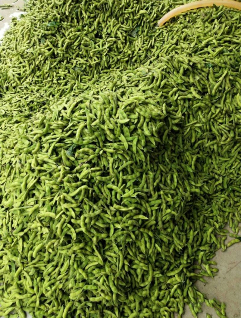开心绿毛豆红花万亩绿宝石开心绿毛豆大角型18-24