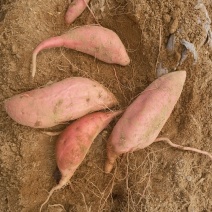 烟薯25红薯山东临沭沙土地瓜