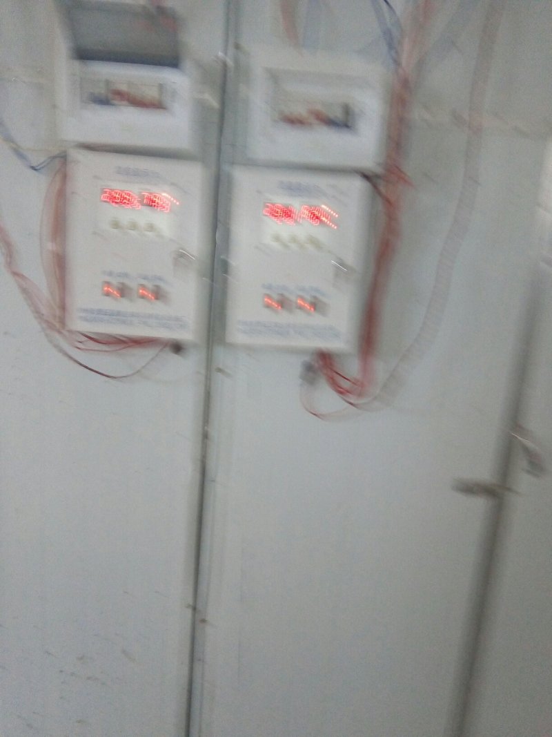 鹅苗