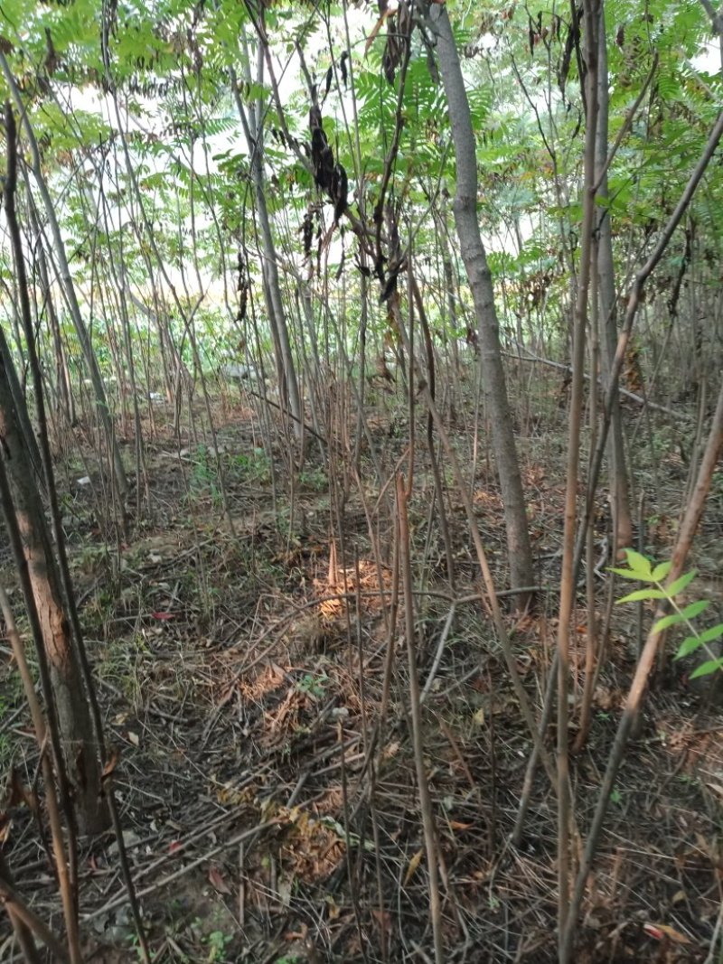 火炬树苗