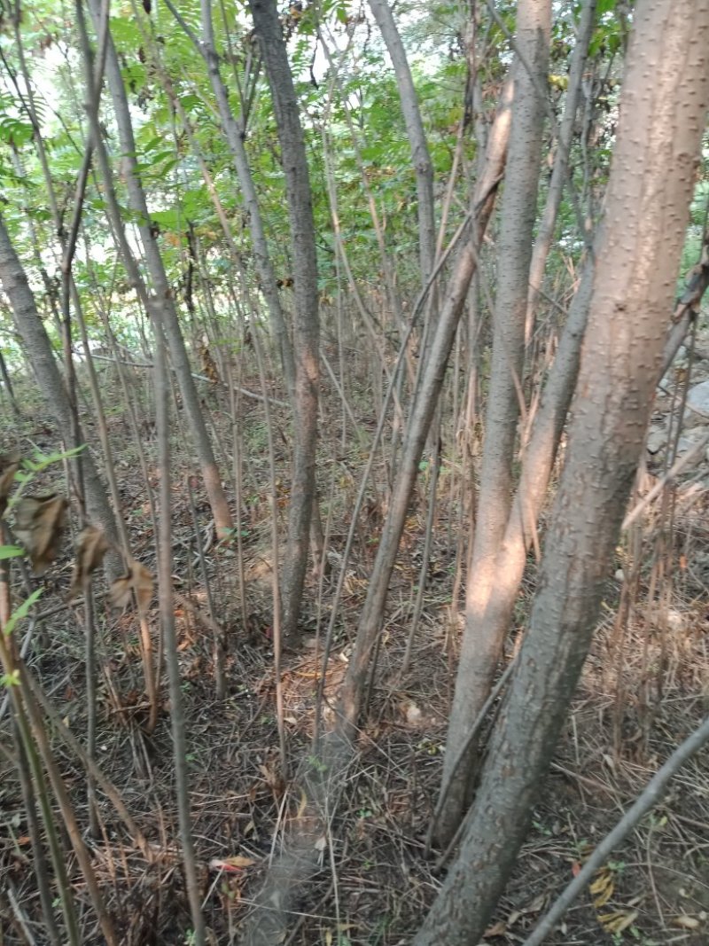 火炬树苗