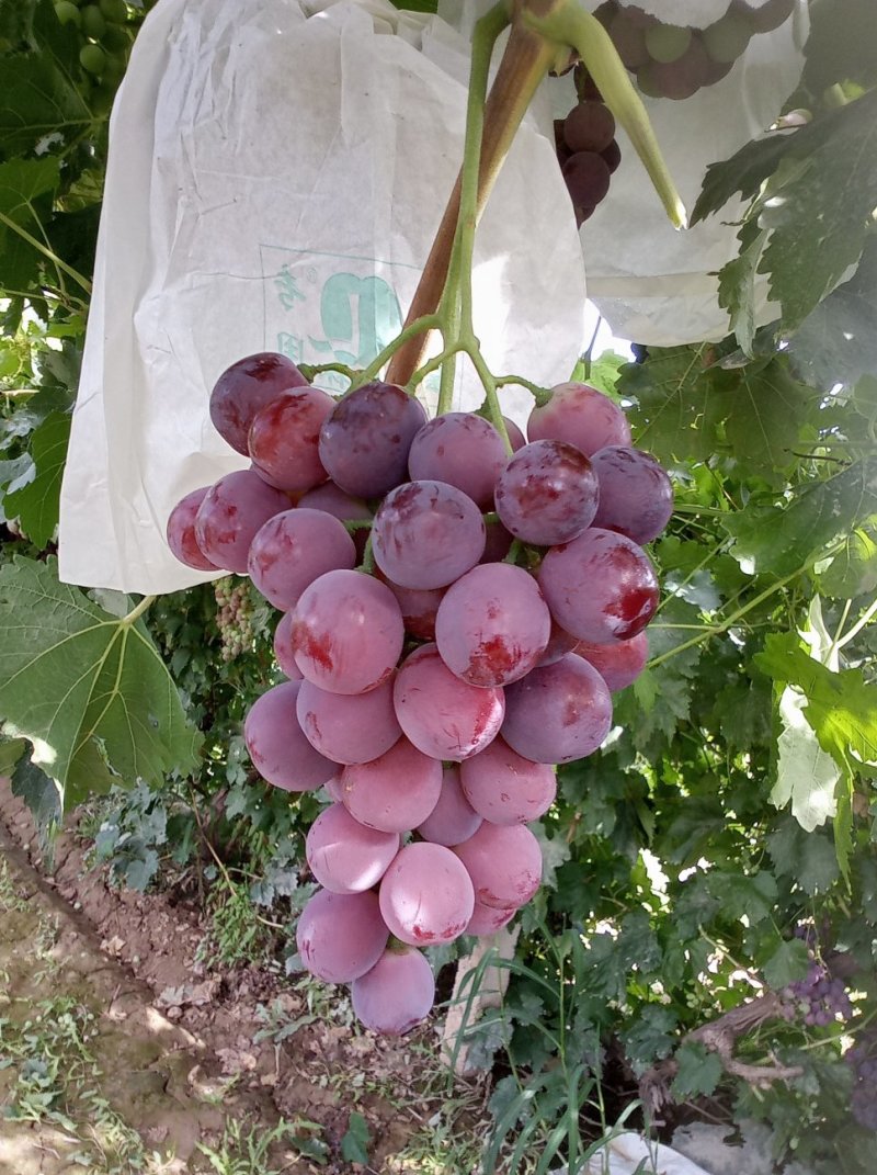 红提