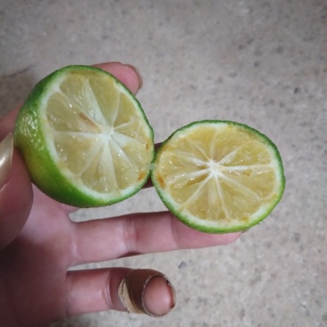 柠檬苗