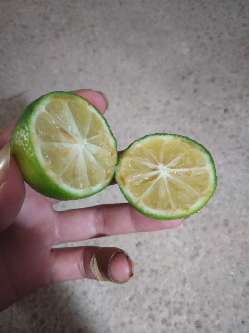 柠檬苗