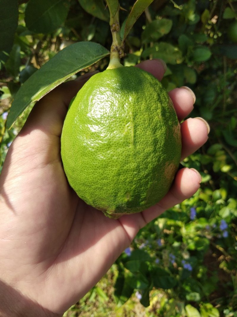 柠檬苗