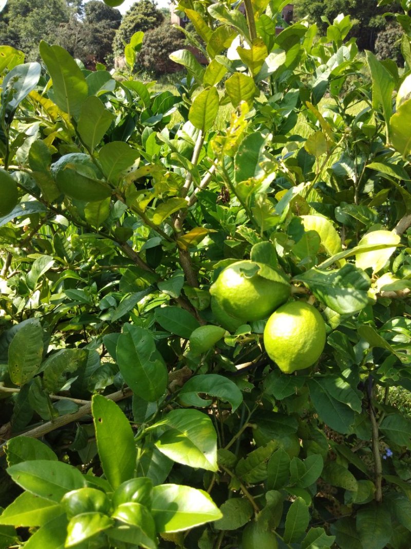 柠檬苗