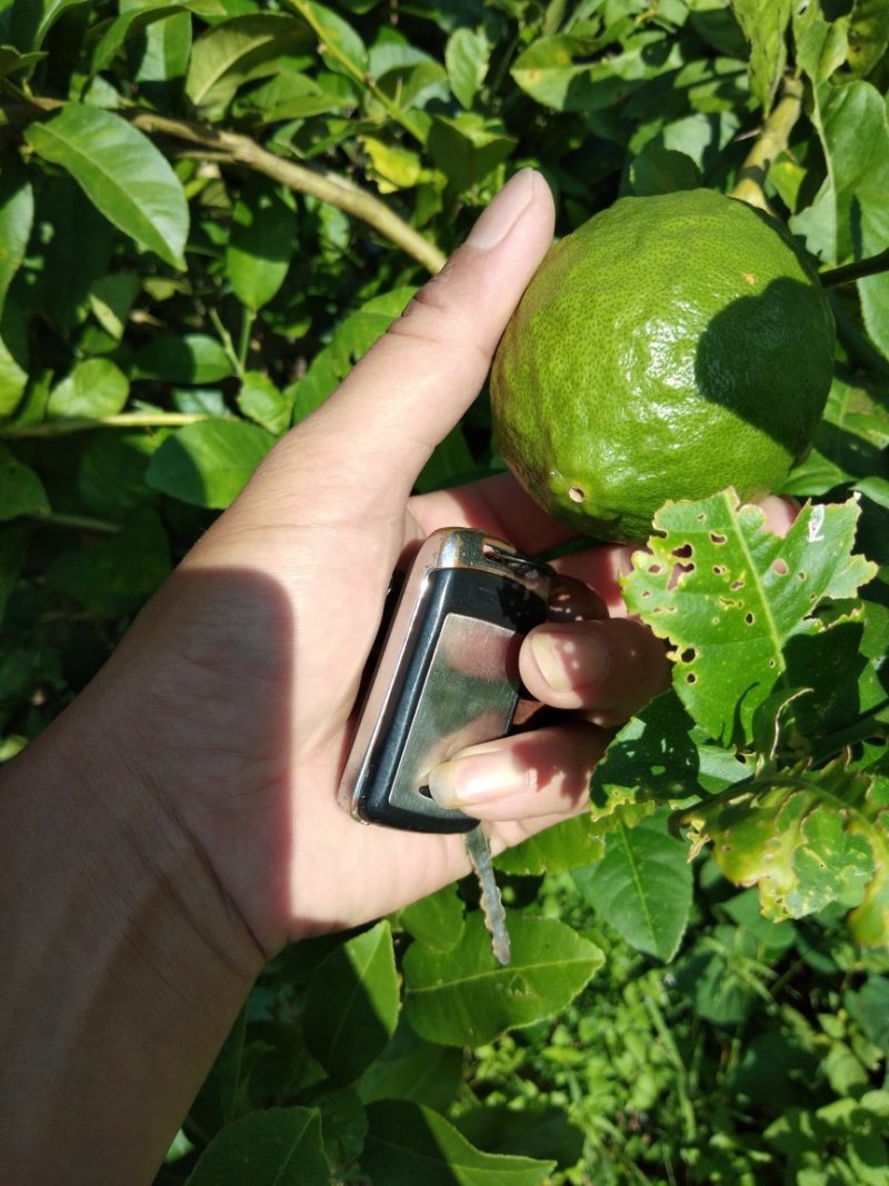 柠檬苗
