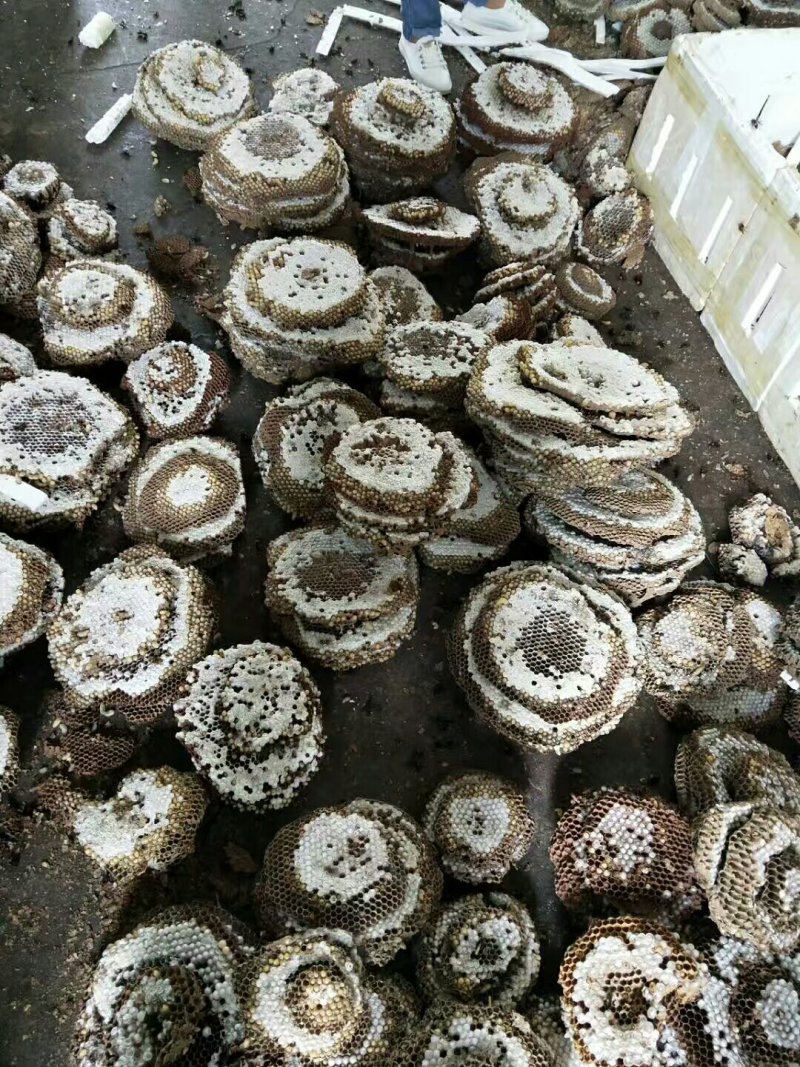 想拿蜂蛹换钱