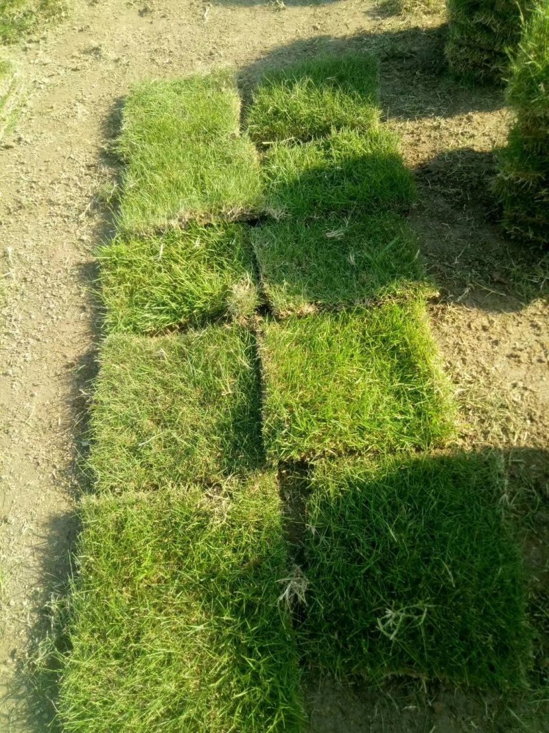 马尼拉草坪草坪草皮低价直供