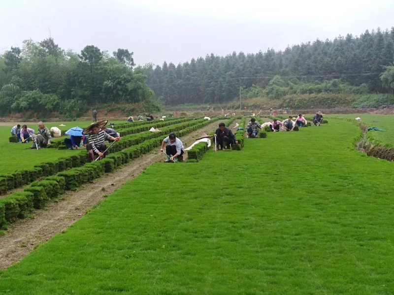 马尼拉草坪草坪草皮低价直供