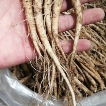 长白山小人参