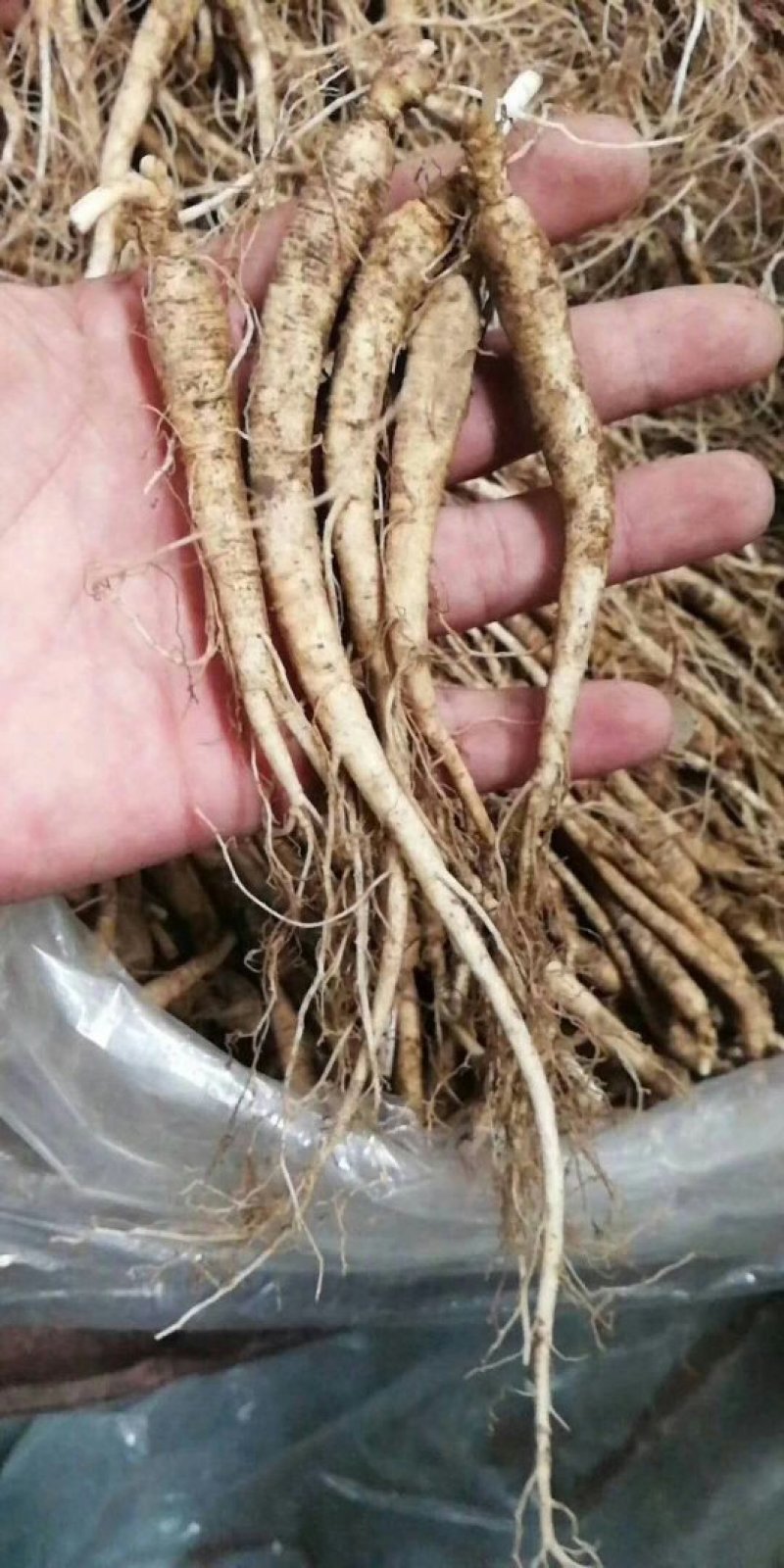 长白山小人参