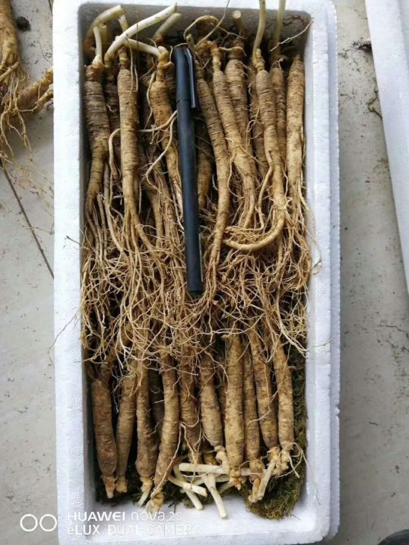 长白山小人参