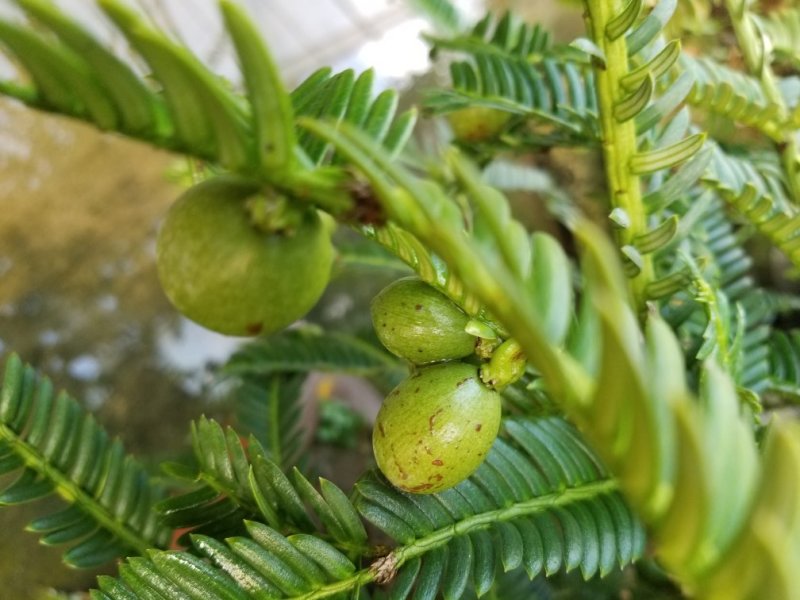 红豆杉