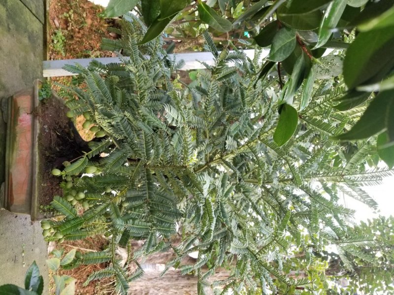 红豆杉