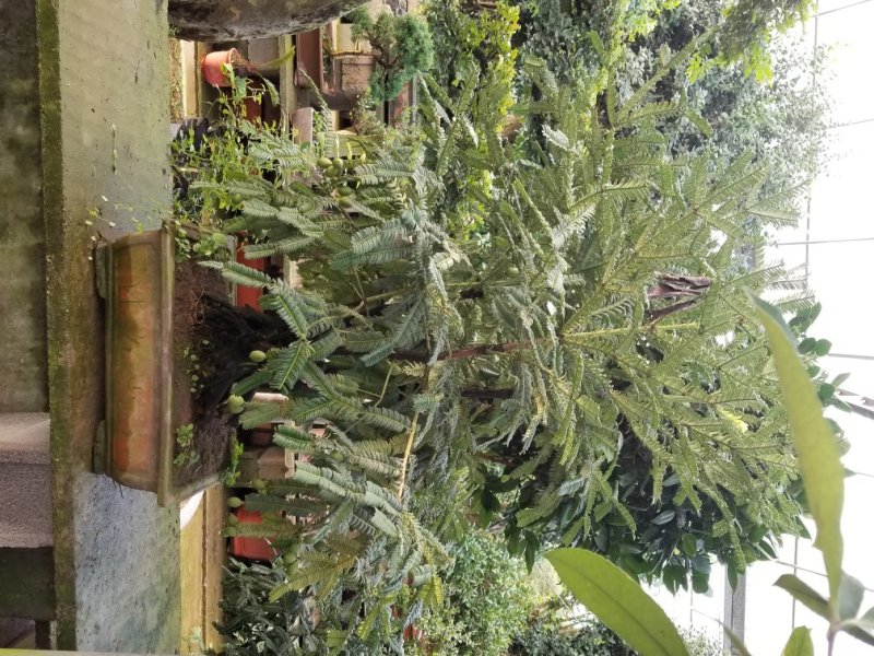 红豆杉