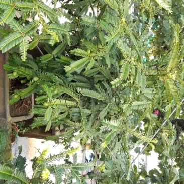 红豆杉