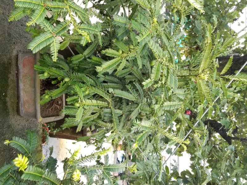 红豆杉