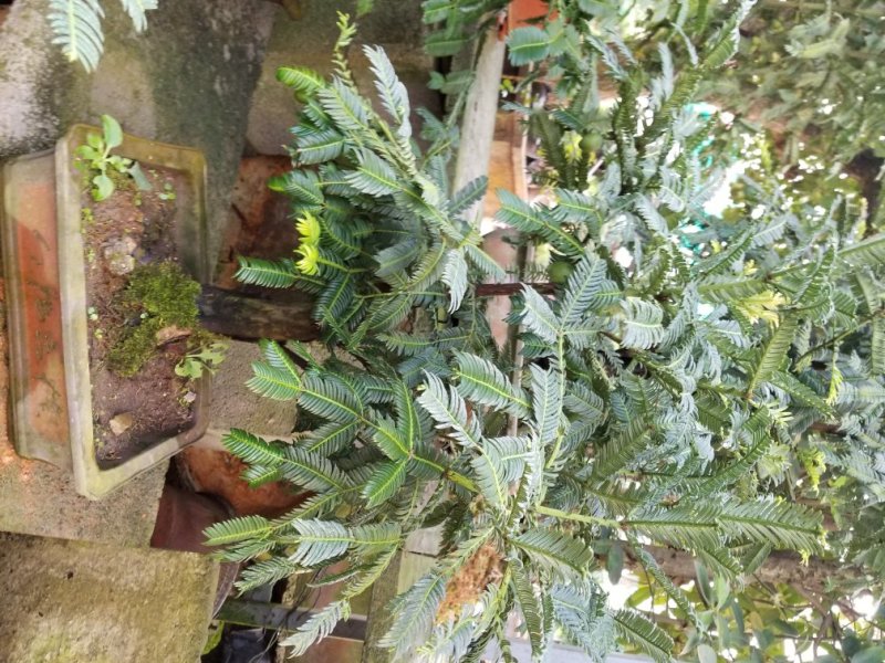 红豆杉