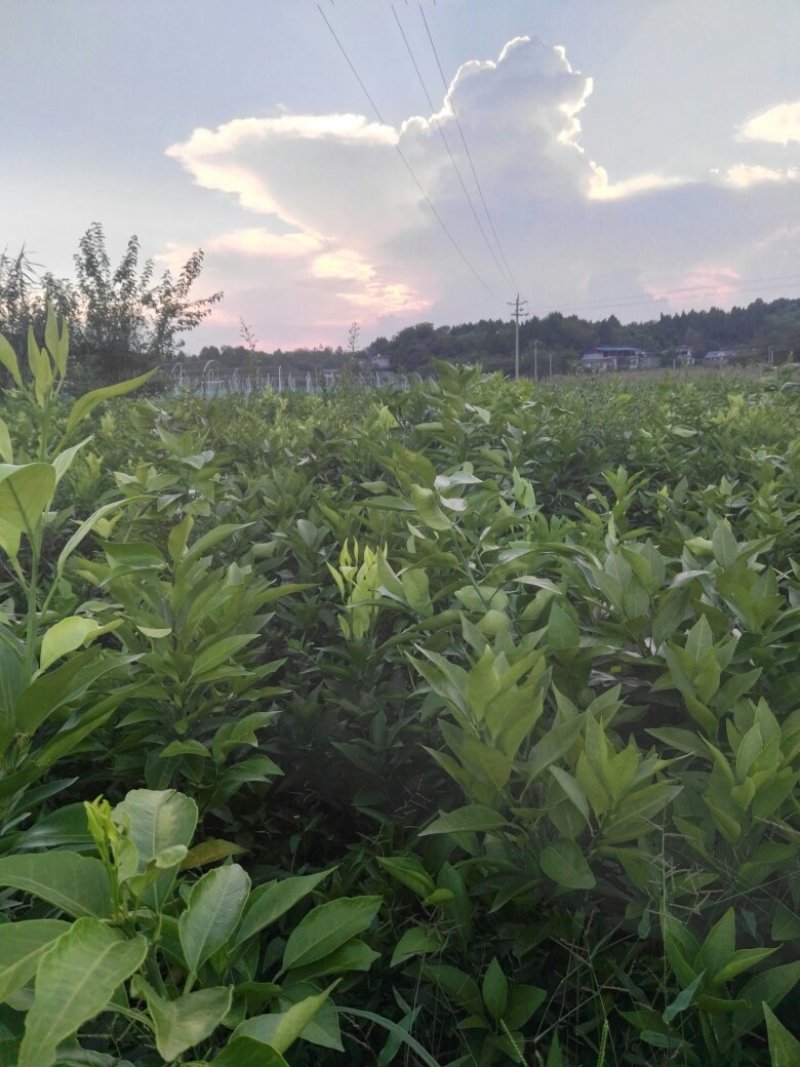 柑橘爱媛38，果冻橙，欢迎各位老板，订购，自家