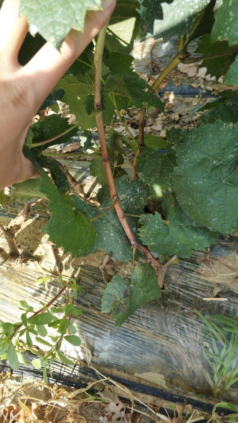 《红提葡萄苗》河北昌黎基地/晚熟大粒老品种/现挖现发