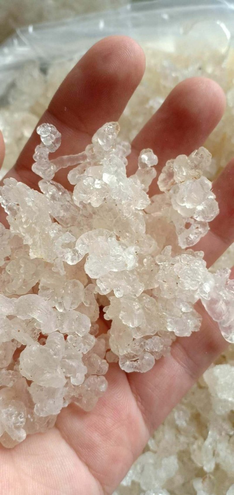 特级红菇，雪燕窝批发零售